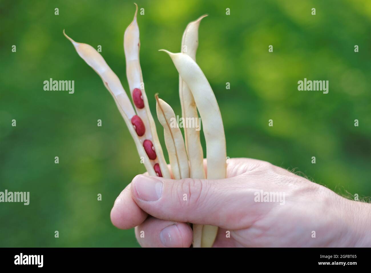 Bohnen Schoten in der Hand eines Mannes auf einem verschwommenen Garten Hintergrund. Rote Bohnen . Frische Bio-Bohnen. Bohnen anbauen Stockfoto