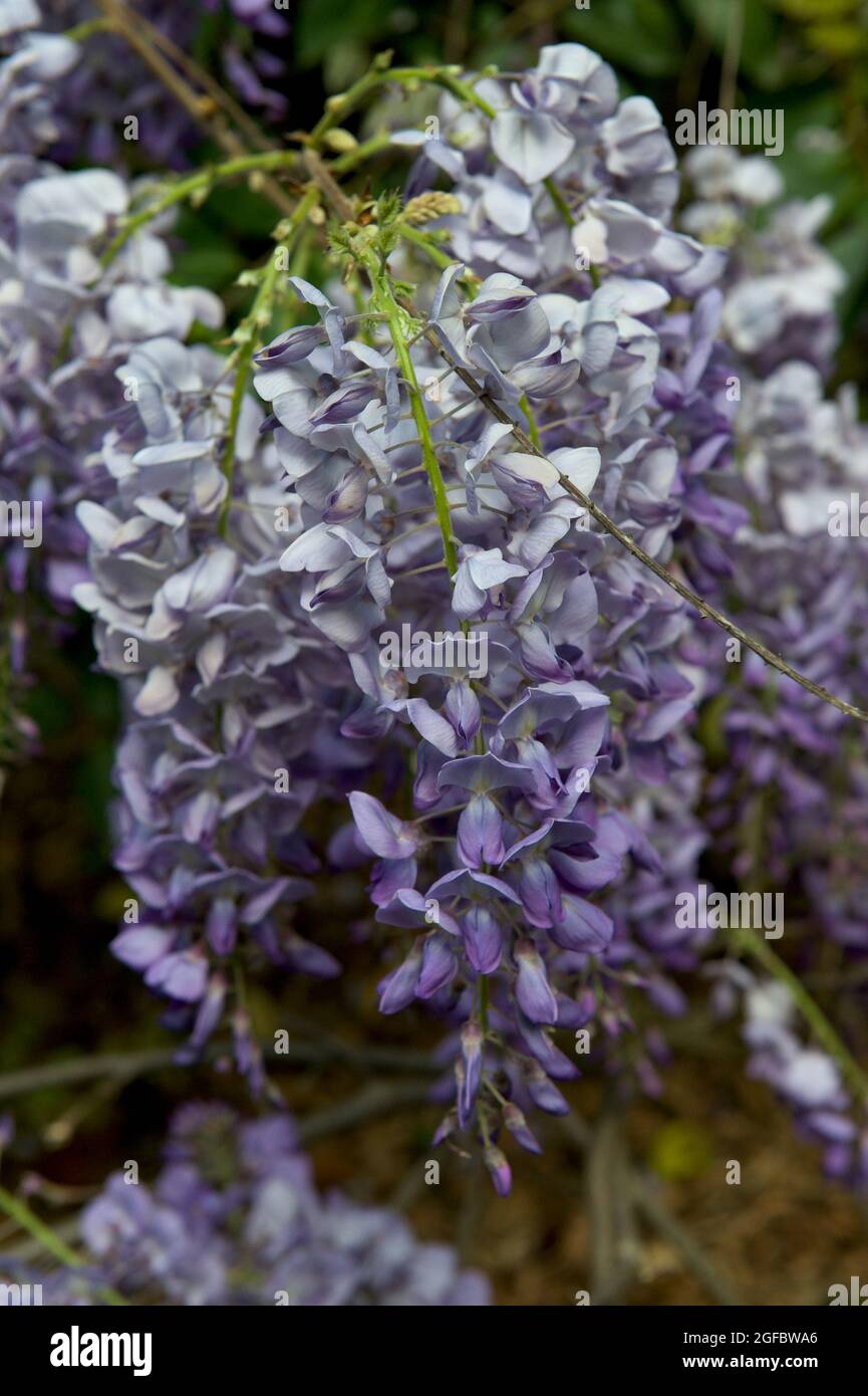 Die Wisteria (Wisteria Sinensis) nebenan hat den Zaun in meinen Garten geklettert, über einen Holunderbaum - und gibt mir eine schöne Schau. Stockfoto