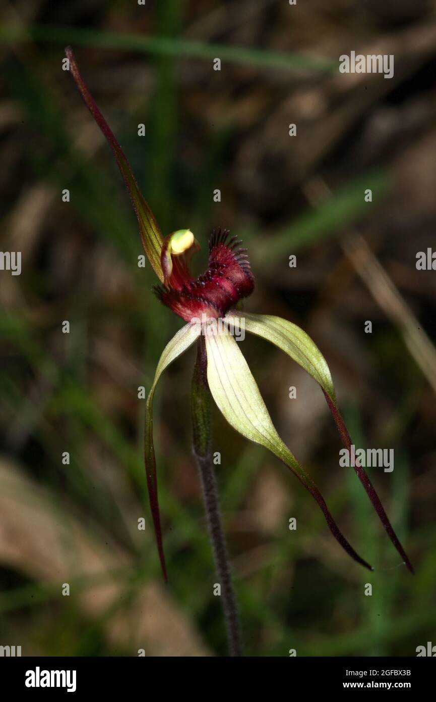 Eine geäderte Spinnenorchidee (Caladenia tentaculata) weist entlang ihrer Blütenblätter schwache rote Adern auf - daher der Name. Gefunden im Baluk Willam Reserve in Belgrave South. Stockfoto