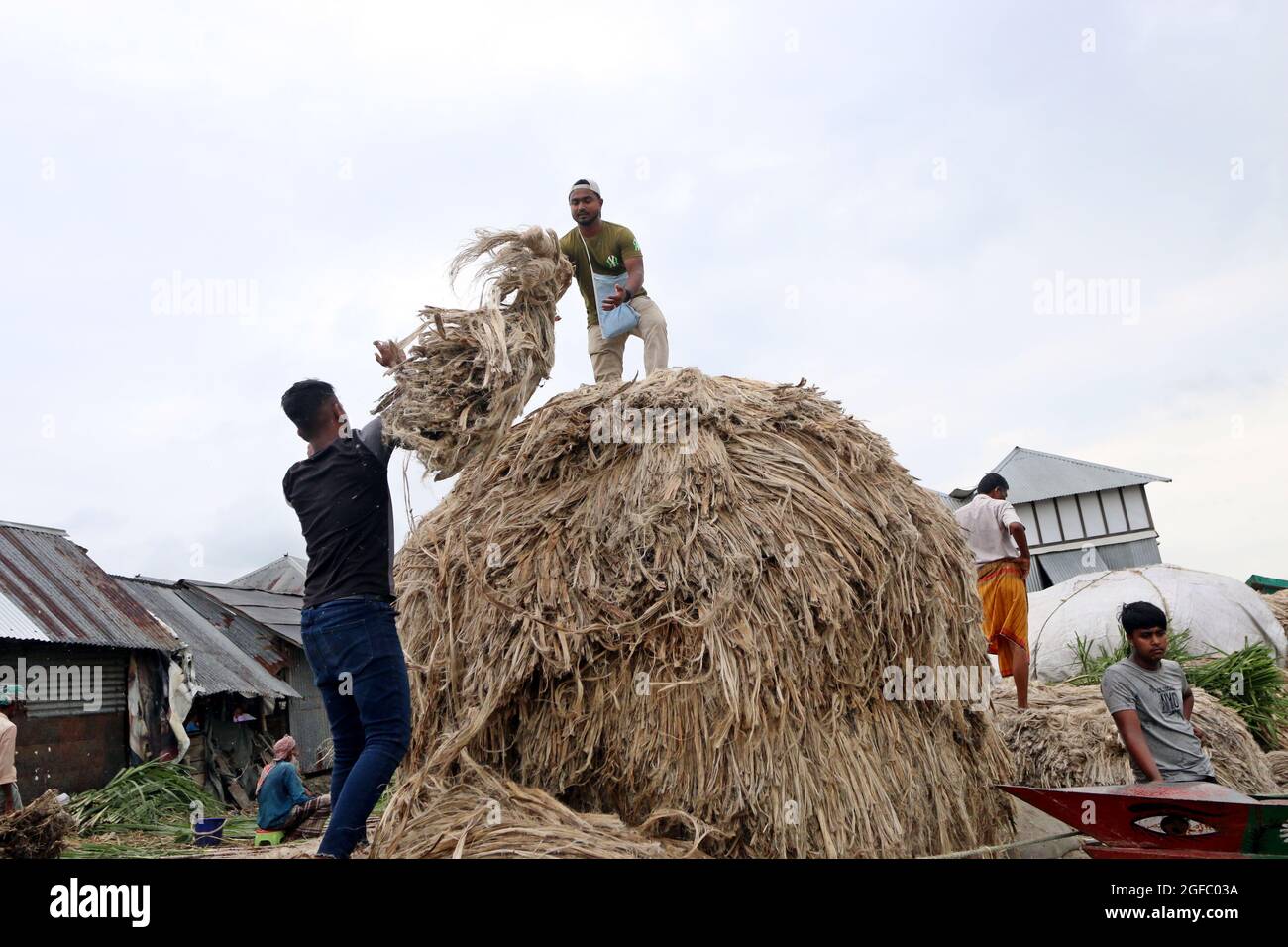 Non Exclusive: DHAKA, BANGLADESCH - AUGUST 24: Ein Landwirt entlädt Bündeln frisch geernteter Jute aus Booten neben einem Großmarkt in Zentral-Bangladesch Stockfoto