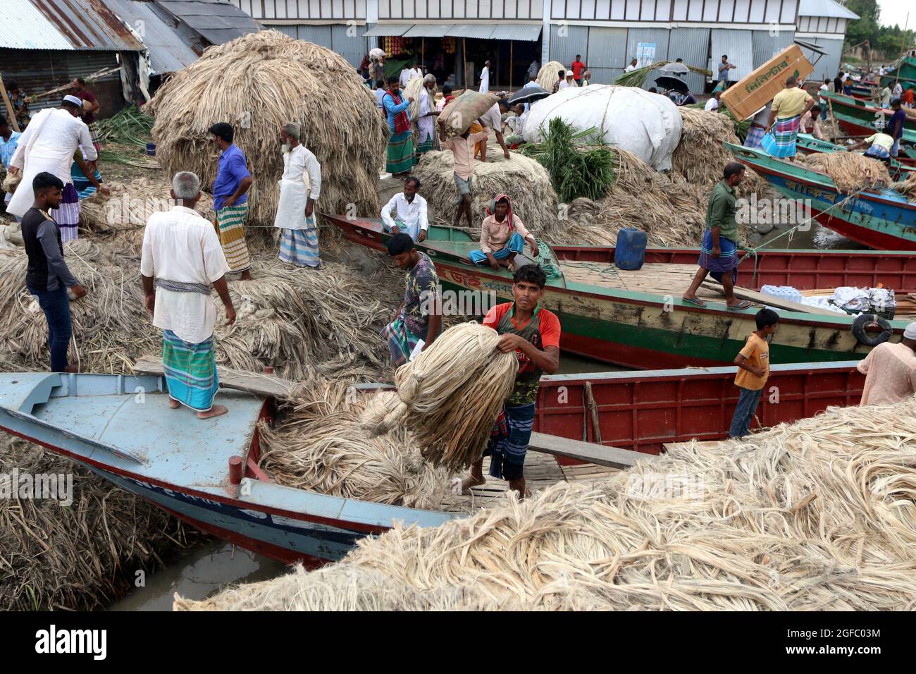 Non Exclusive: DHAKA, BANGLADESCH - AUGUST 24: Ein Landwirt entlädt Bündeln frisch geernteter Jute aus Booten neben einem Großmarkt in Zentral-Bangladesch Stockfoto