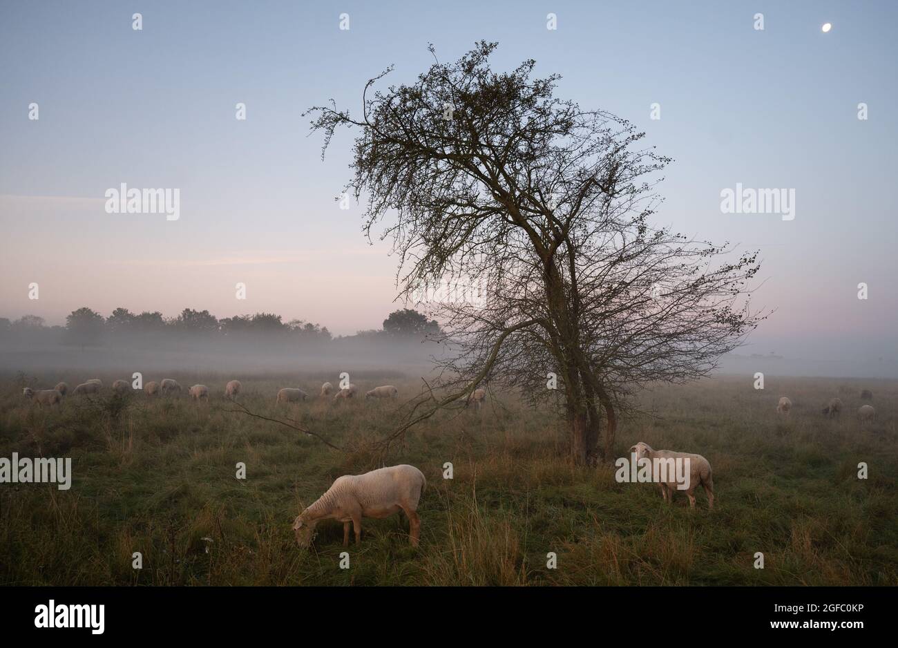 25. August 2021, Hessen, Münzenberg: Schafe stehen vor Sonnenaufgang auf einer Wiese. Foto: Sebastian Gollnow/dpa Stockfoto