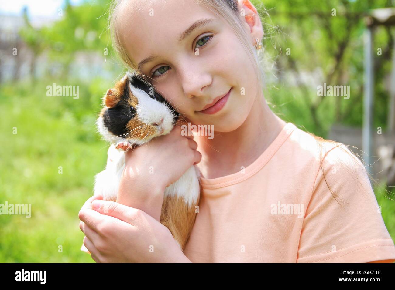 Mädchen hält Meerschweinchen in den Händen. Konzept des Kindes, das sich um das Haustier kümmert. Stockfoto