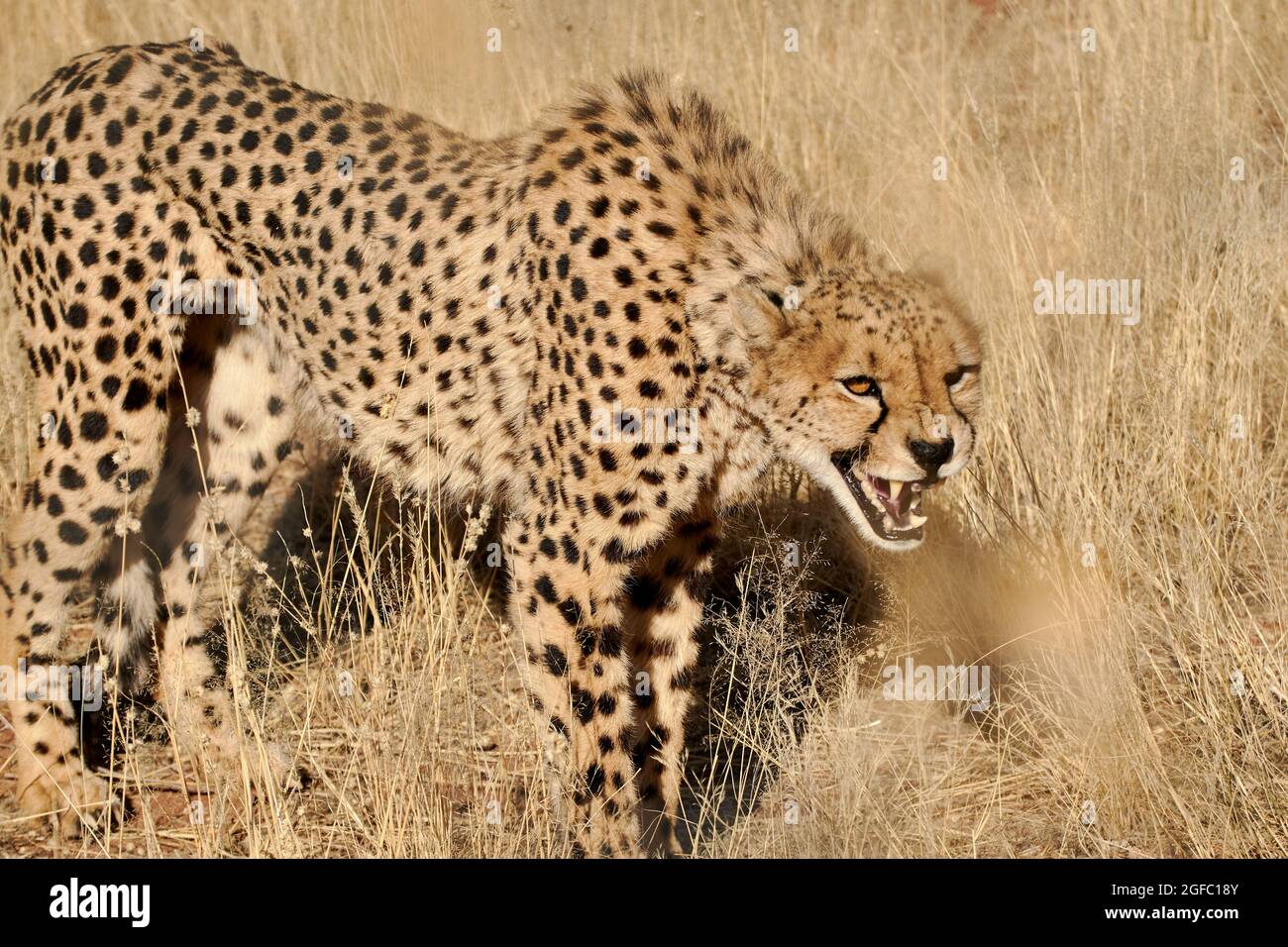 African Cheetah (Acinonyx jubatus) snarling in Grasland von Namibia, Afrika. Stockfoto