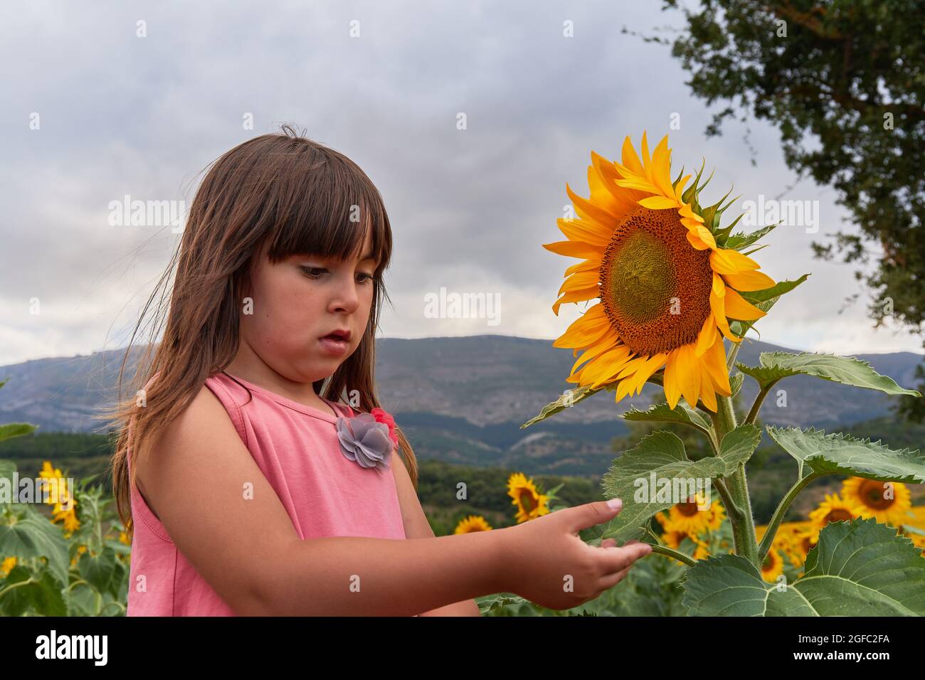 Mädchen im Sonnenblumenfeld mit Sonnenblumen Stockfoto