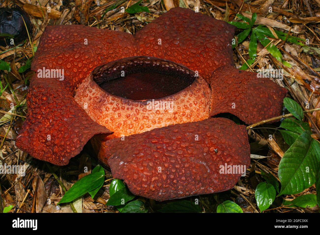 Blume von Rafflesia keithii in voller Blüte, die größte Blume der Welt, Sabah, Borneo Stockfoto