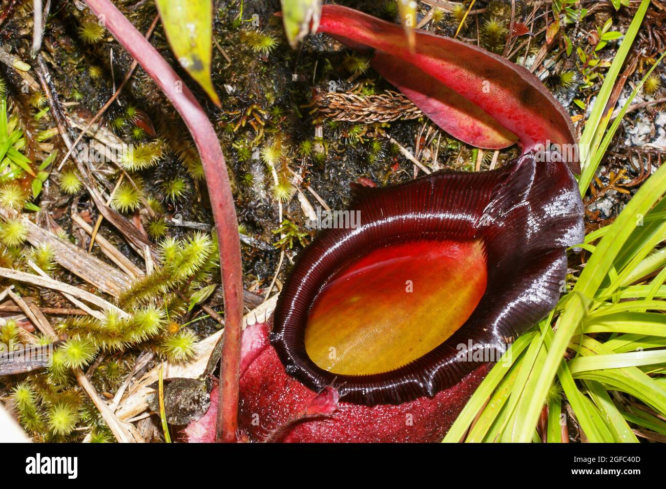 Flüssigkeit im Krug von Nepenthes rajah, fleischfressende Krug-Pflanze, Sabah, Borneo Stockfoto