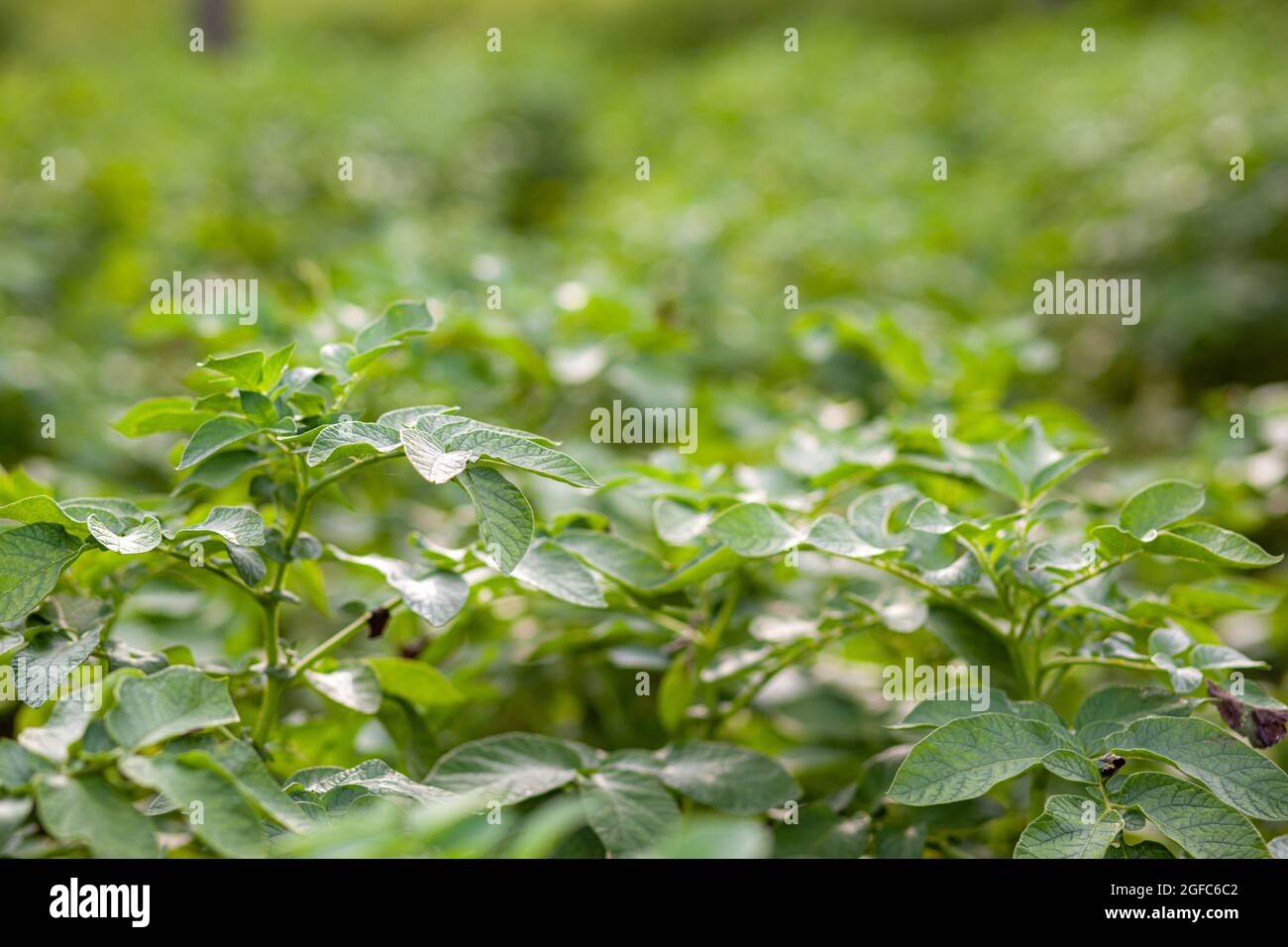 Grünes Feld von Kartoffelpflanzen in einer Reihe. Landwirtschaft. Kartoffelanbau. Stockfoto