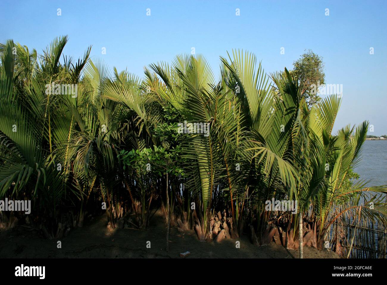 Gol pata (rundes Blatt) ist ein berühmter Mangrovenbaum von Sudarbans. Gol Pata von Sundarban ist ein beliebtes Material für den Bau von Häusern. Sundarban ist der größte Mangrovenwald der Welt, der sich zwischen Indien und Bangladesch teilt. Es ist der einzige Mangrovenwald mit Tigern und beherbergt die weltweit größte Population von Irrawaddys-Delfinen. Es ist Teil des Natur- und Kulturerbes von Bangladesch. Westzone, Sundarban, Khulna, Bangladesch. April 12 2007. Stockfoto