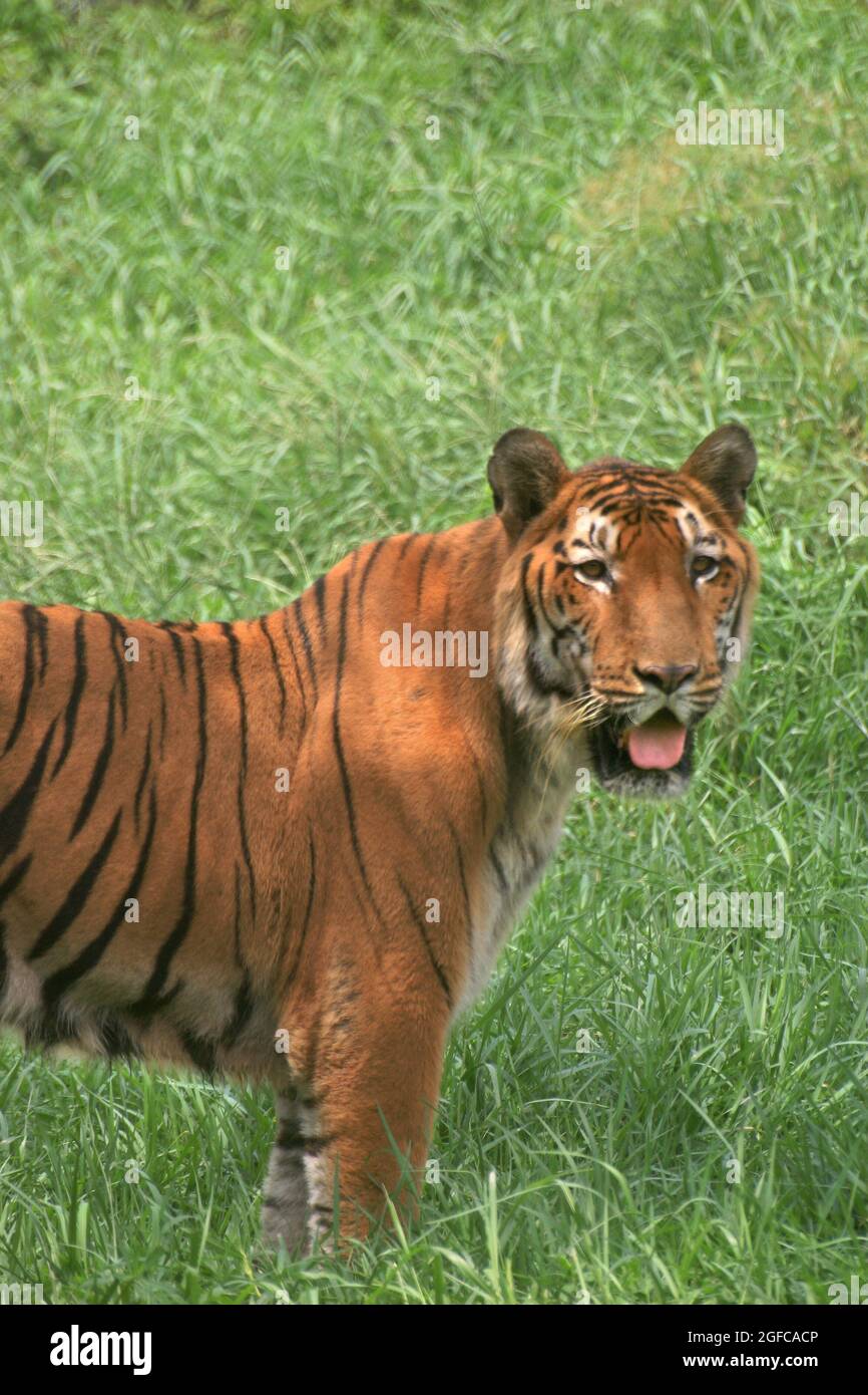 Ein Königlicher Tiger in Bengalen im Dhaka Zoo an einem heißen Sommer. Die Tiere leiden unter der anhaltenden Hitzewelle der letzten Woche. Dhaka, Bangladesch. Mai 24 2007. Stockfoto