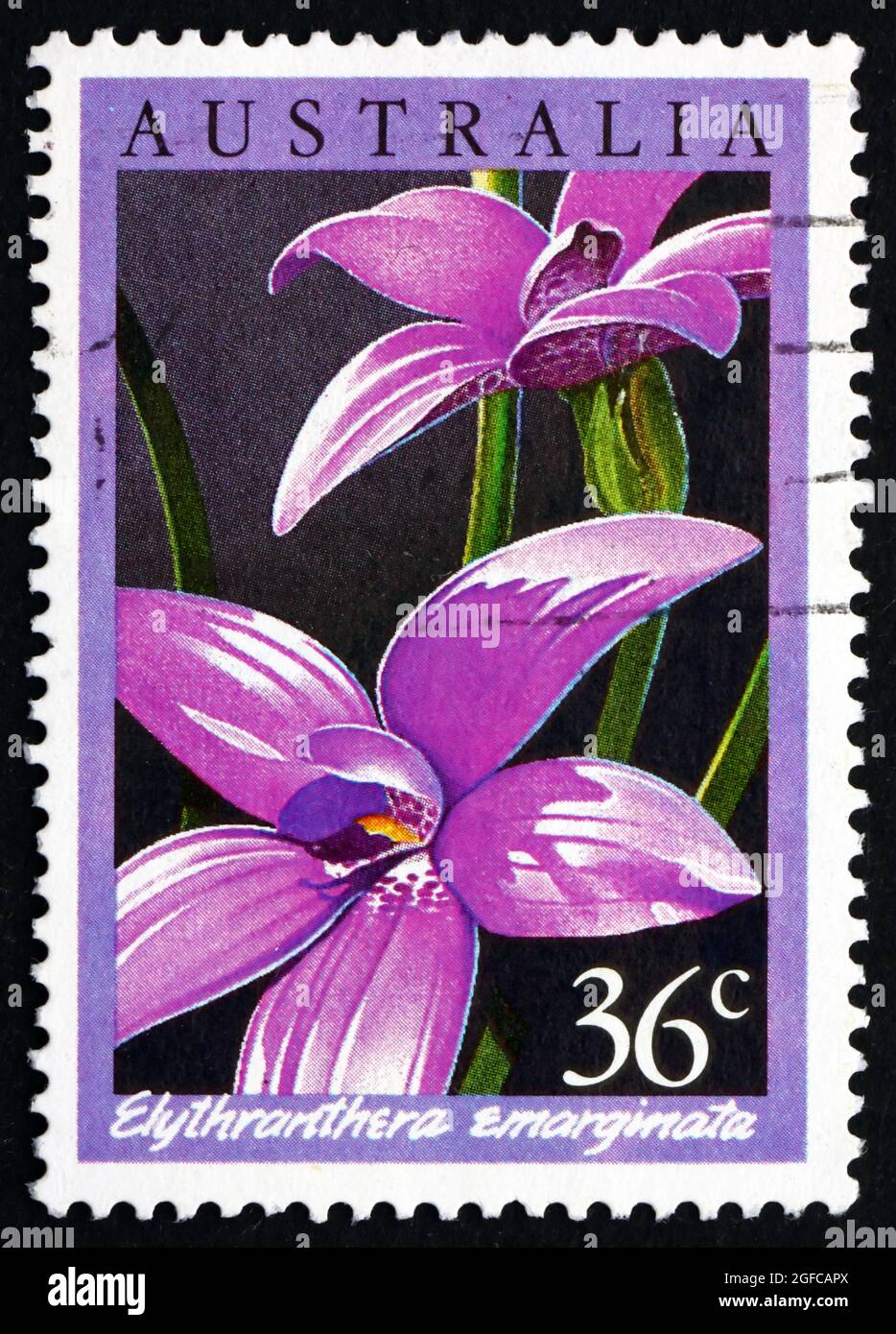 AUSTRALIEN - UM 1986: Eine in Australien gedruckte Briefmarke zeigt die Notched Elythranthera, Elythranthera emarginata, Orchid, um 1986 Stockfoto