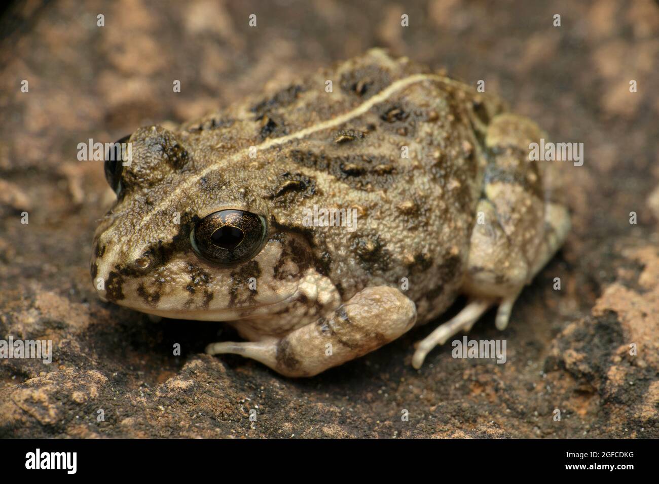 Indischer brüchend Frosch, Sphaerotheca breviceps, Satara, Maharashtra, Indien Stockfoto
