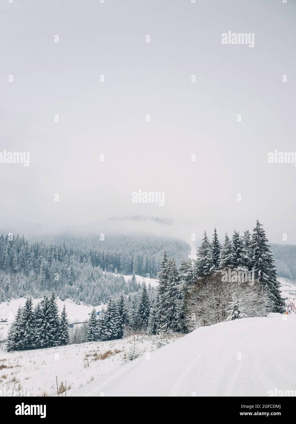 Wunderschöne Winterschneeszene im Skigebiet Bukovel in den ukrainischen Karpaten. Schneeflocken fallen vom Himmel. Schneebedeckter Tannenwald auf dem nebligen Gipfel Stockfoto