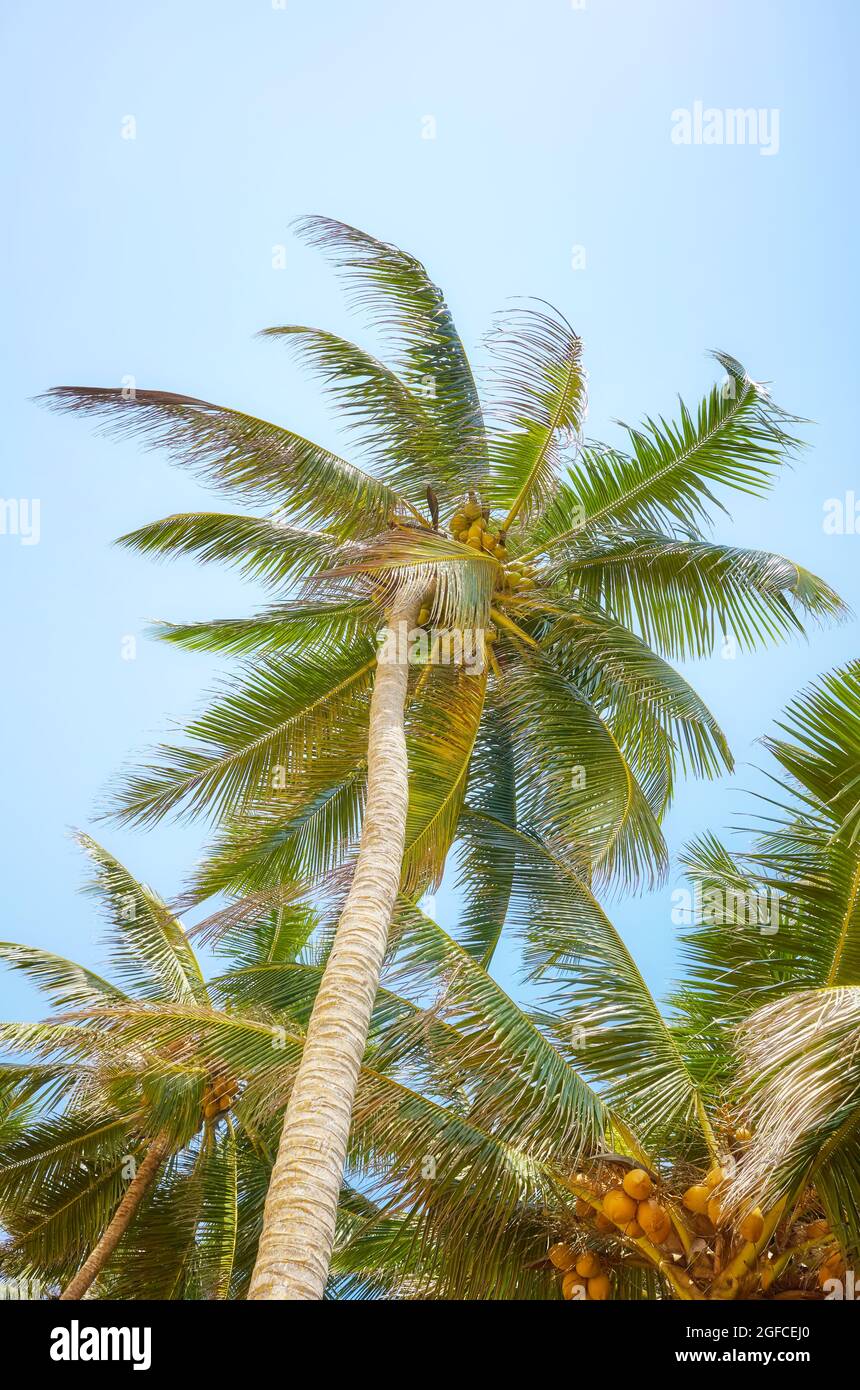 Kokospalmen gegen den blauen Himmel. Stockfoto