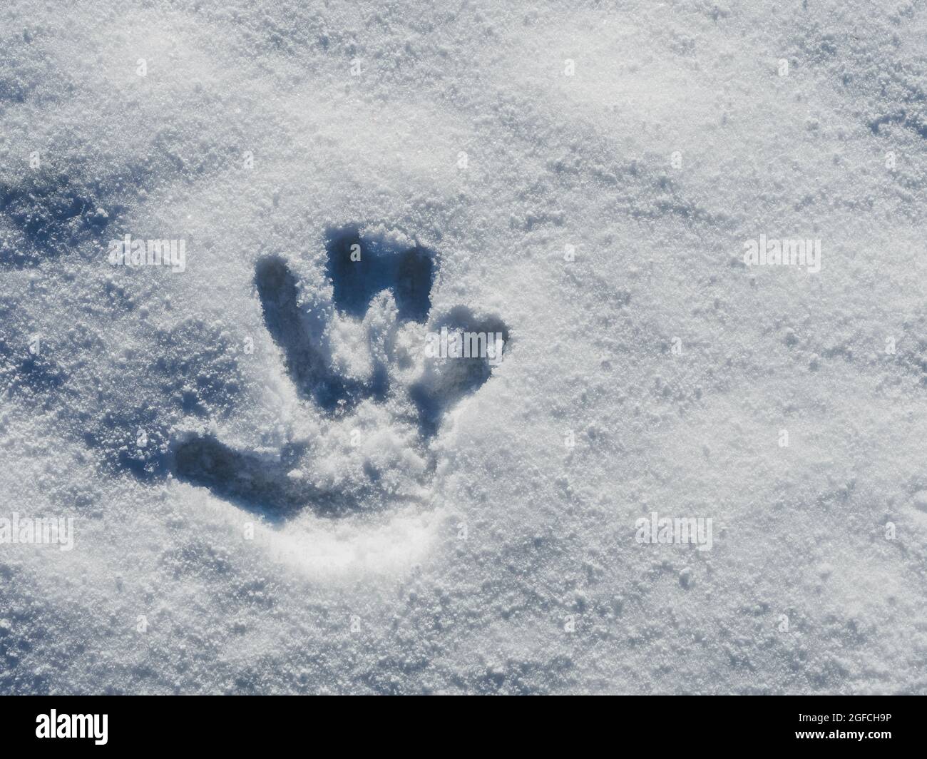 Ein Handprint auf frischem weißen Schnee mit Kopierfläche. Wintersaison Stockfoto