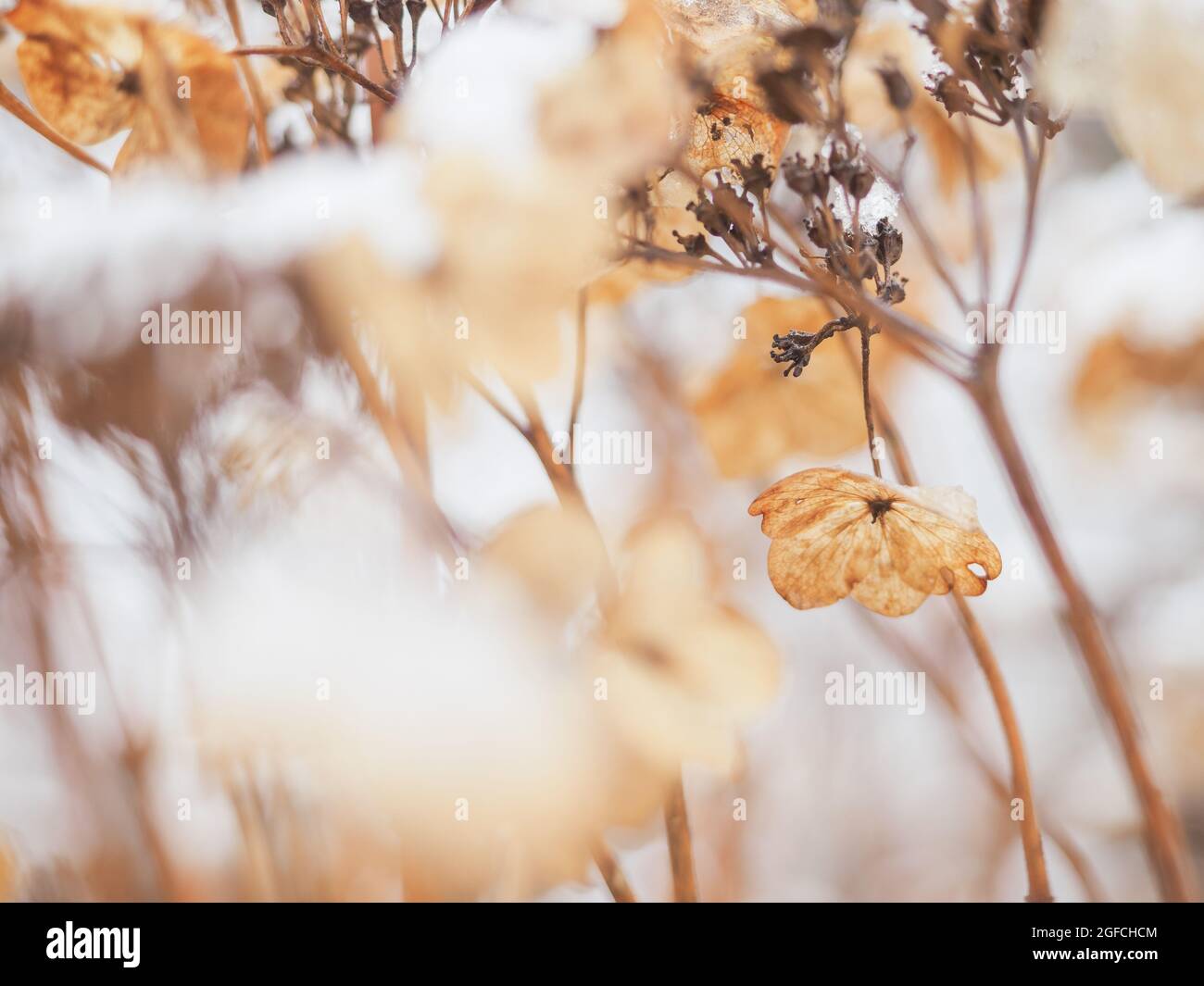 Trockene Hortensien (Hortensien) Blumen und Zweige bedeckt mit Schnee in der frühen Wintersaison. Malerische Winterlandschaft in ruhigen Lichttönen. Stockfoto
