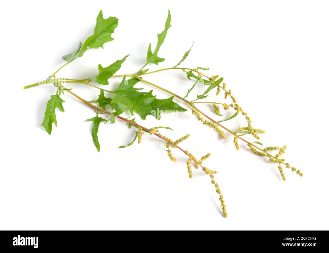 Atriplex tatarica ist eine Pflanzenart, die zur Familie der Amaranthaceae gehört. Stockfoto