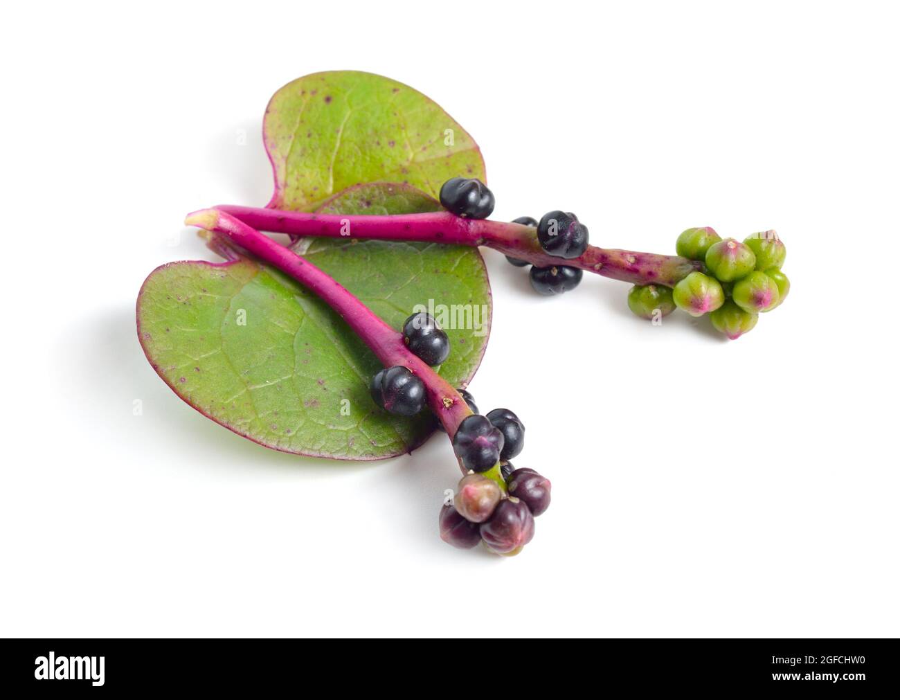 Basella alba oder einschließlich Malabar-Spinat, Weinspinat und Ceylon-Spinat. Isoliert auf weißem Hintergrund Stockfoto