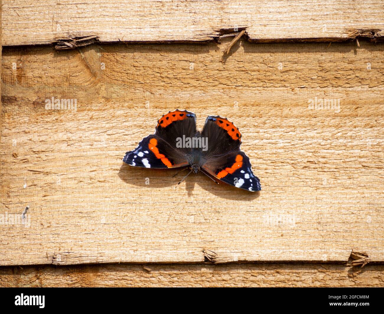 Der rote Admiral-Schmetterling wärmt sich auf einem hölzernen Zaun in einem britischen Garten. Stockfoto