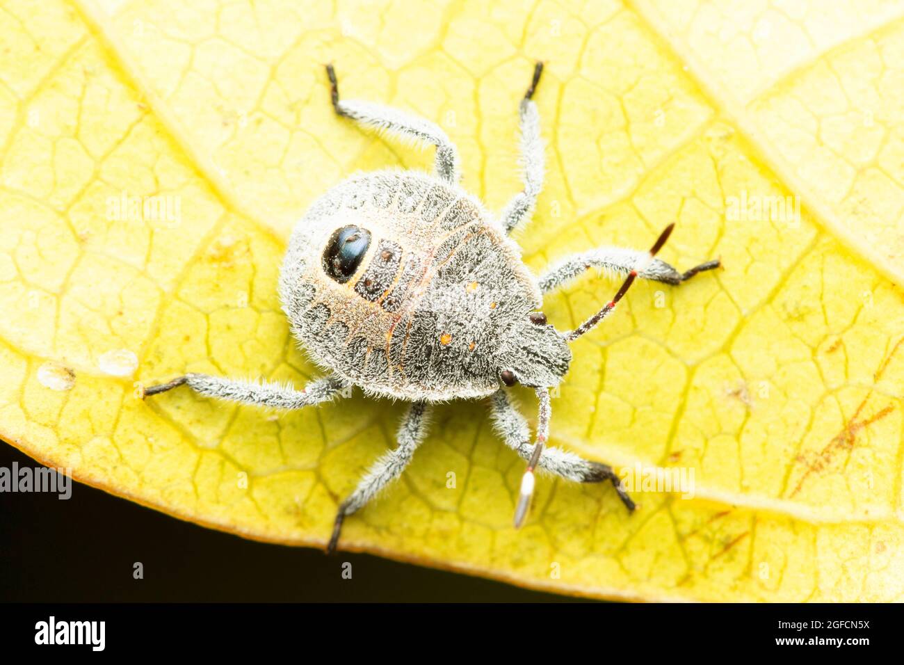 Dorsal von Stinkbug, Erthesina fullo, Satara, Mahrashtra, Indien Stockfoto