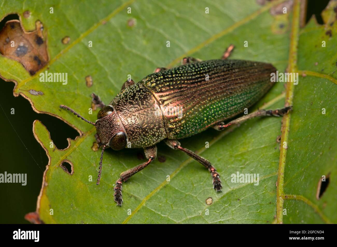 Holzkäfer, Buprestis splendens, Buprestidae, Pune, Maharashtra, Indien Stockfoto