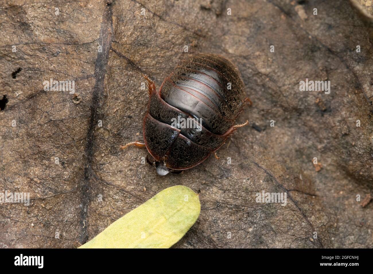 Roly-Poly, Armaillidium vulgare, Satara, Maharashtra, Indien Stockfoto