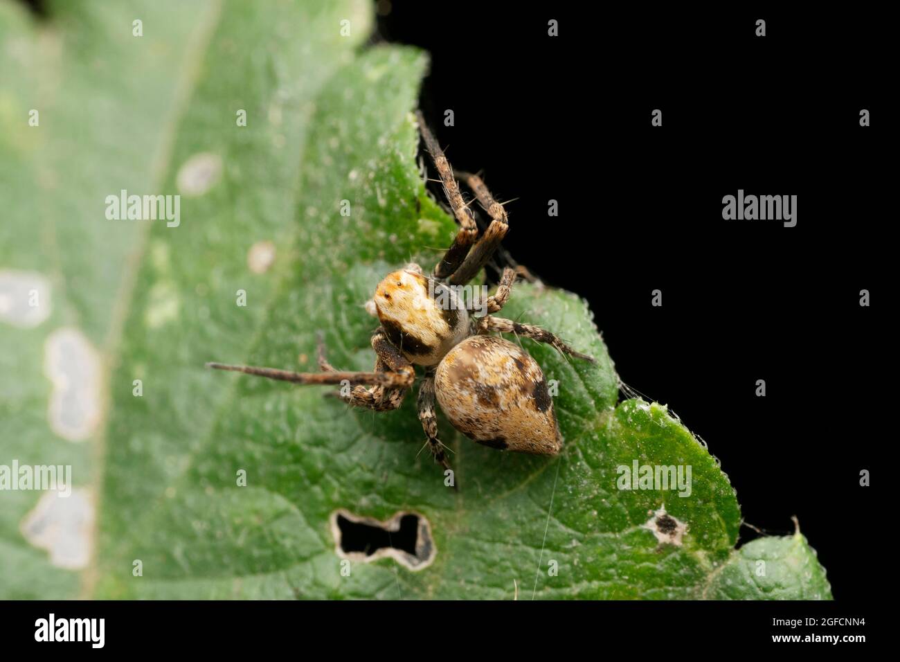 Dorsal der Affengesicht Luchs Spinne, Hamataliwa grisea, Satara, Maharashtra, Indien Stockfoto