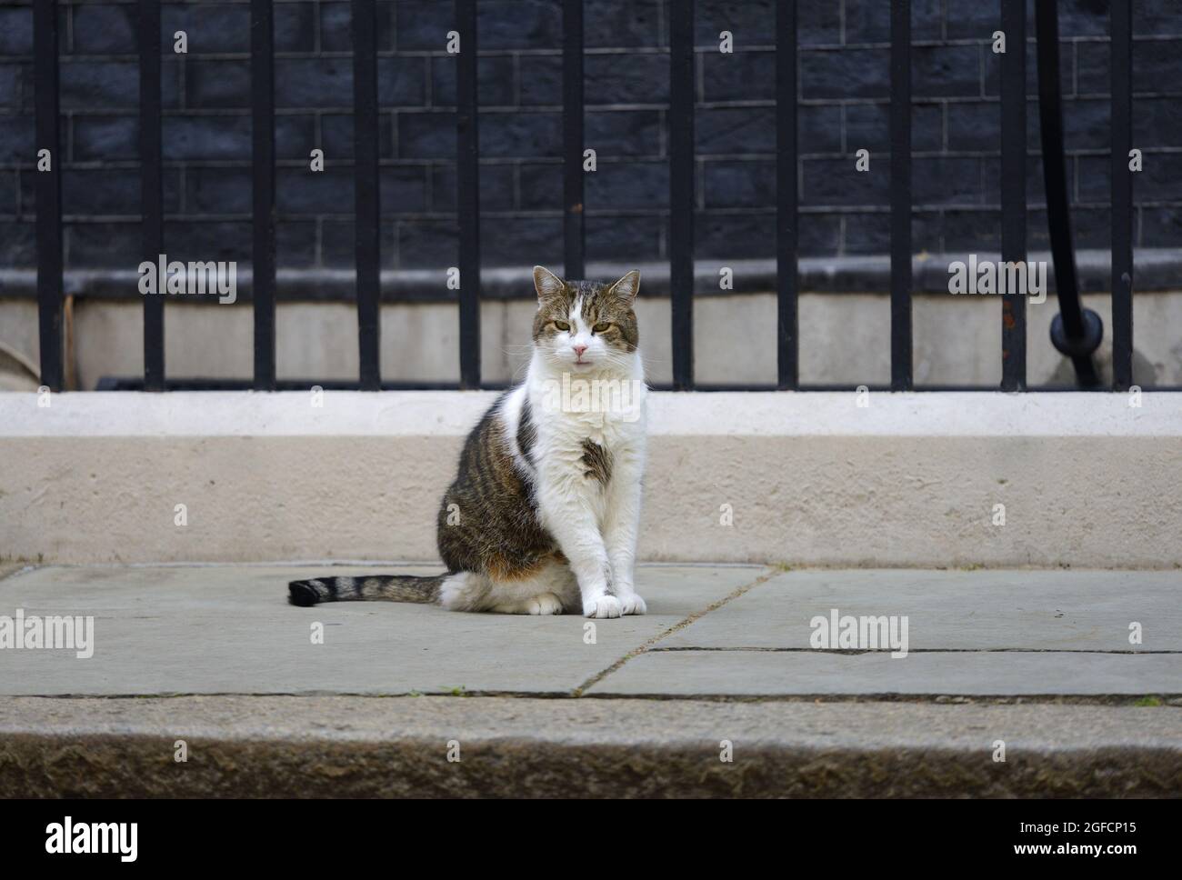 Larry the Cat - seit 2011 Chief Mouser im Kabinett - in Downing Street, August 2021 Stockfoto