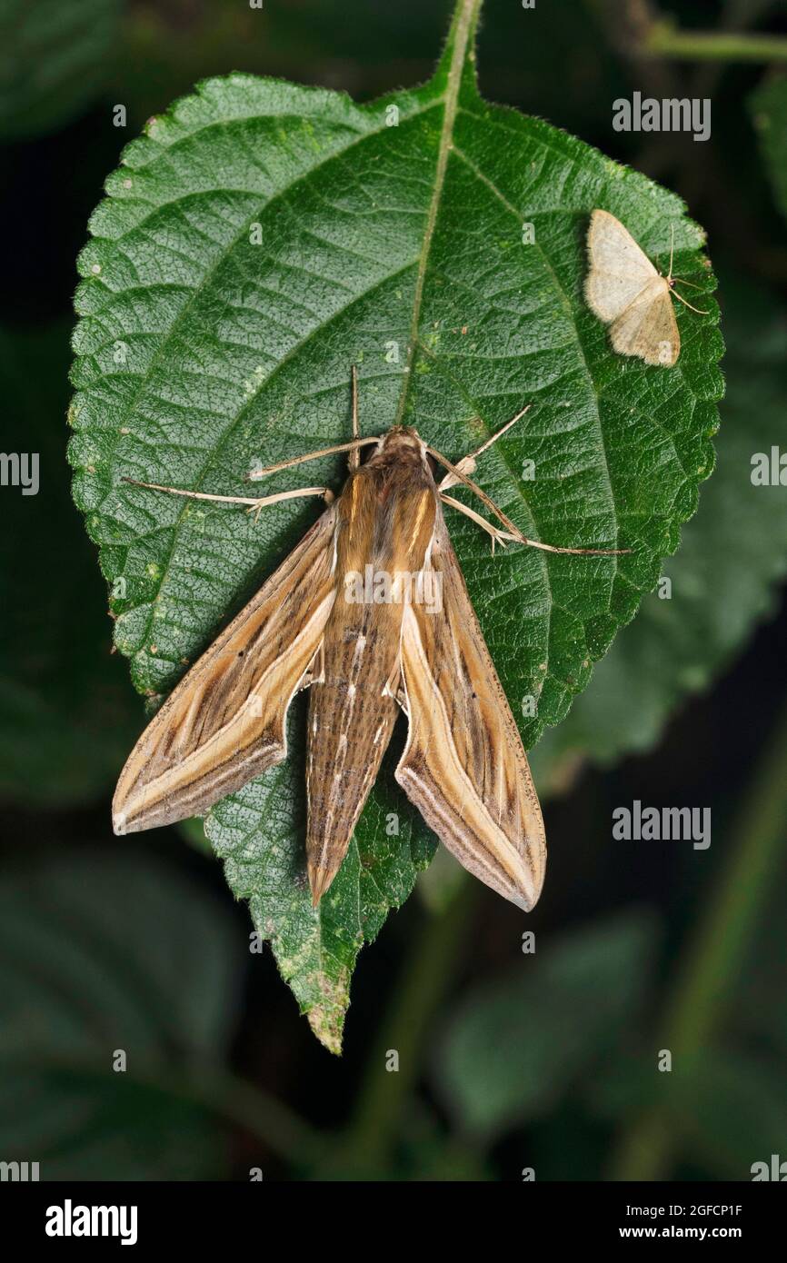 Hawk Motte, Hippotion Cellerio, Satara, Maharashtra, Indien Stockfoto