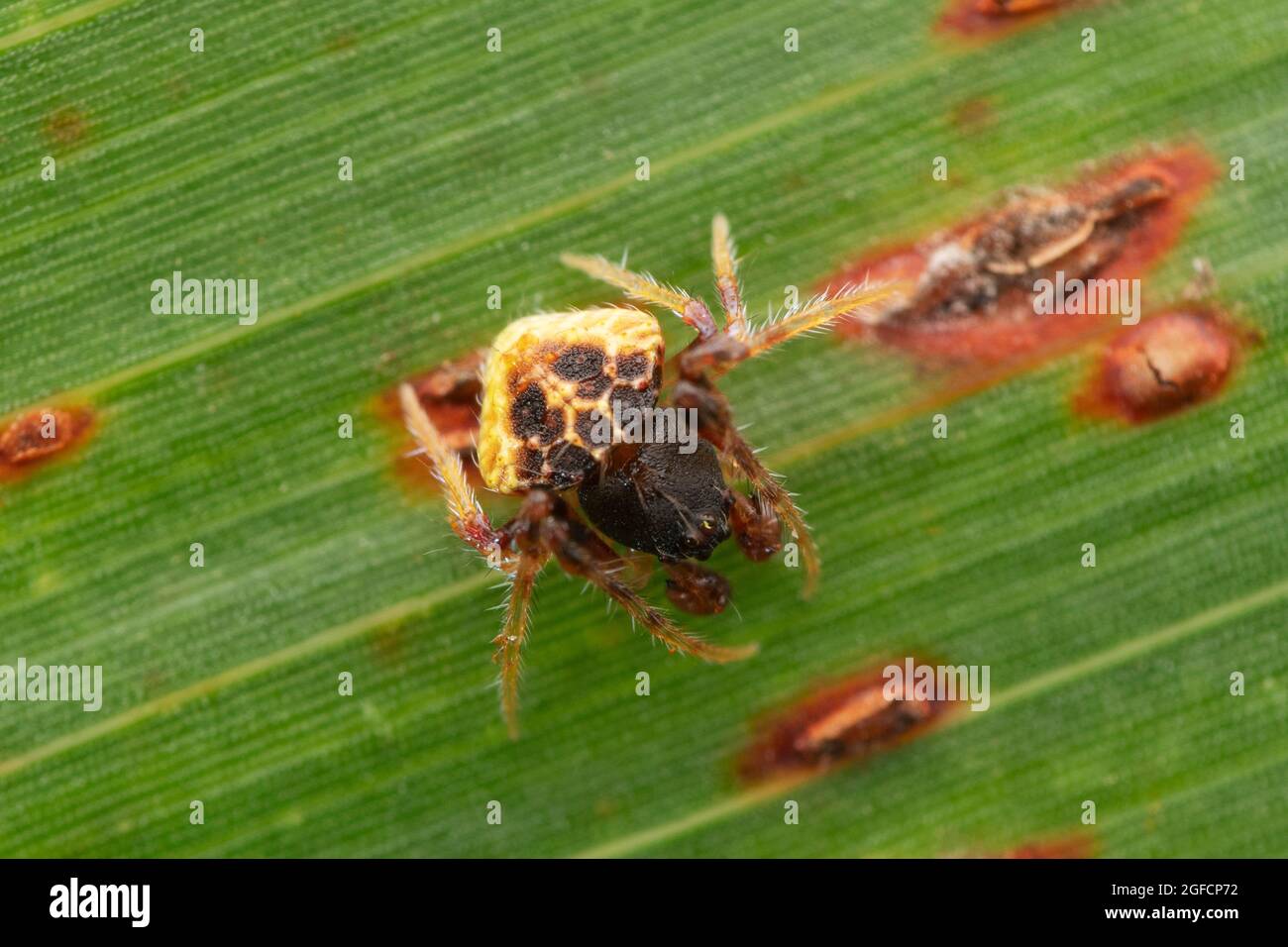 Männliche Dung-Mimikspinne, Pasilobus kotigarus, Satara, Maharashtra, Indien Stockfoto