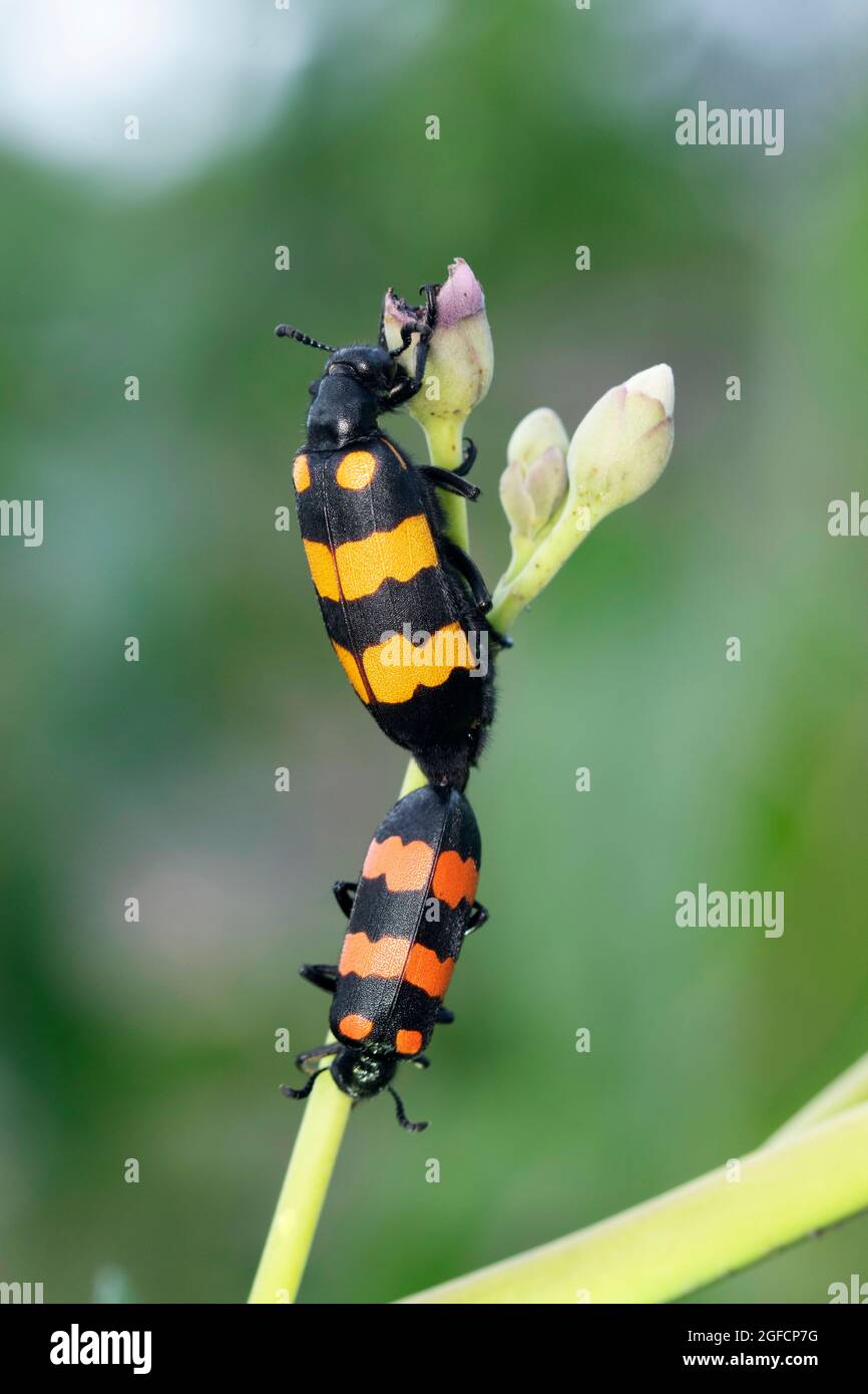 Paarung von Blisterkäfer, Mylabris phererata, Satara, Maharashtra, Indien Stockfoto