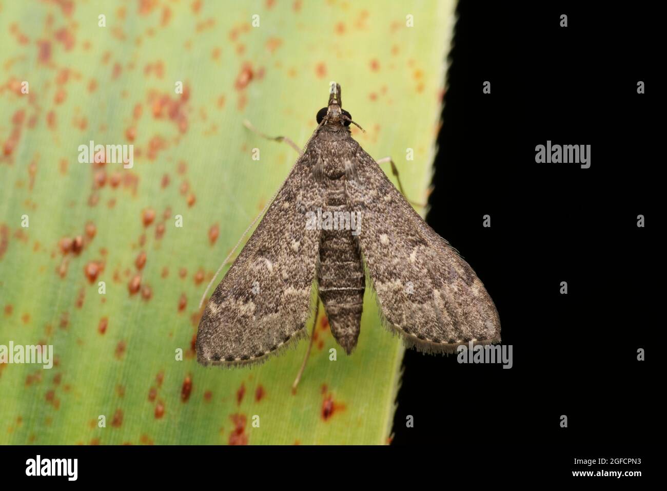 Herpetogramma licarsisalis, der Graswebwurm oder tropischer Graswebwurm, eine Motte aus der Familie der Crambidae Stockfoto