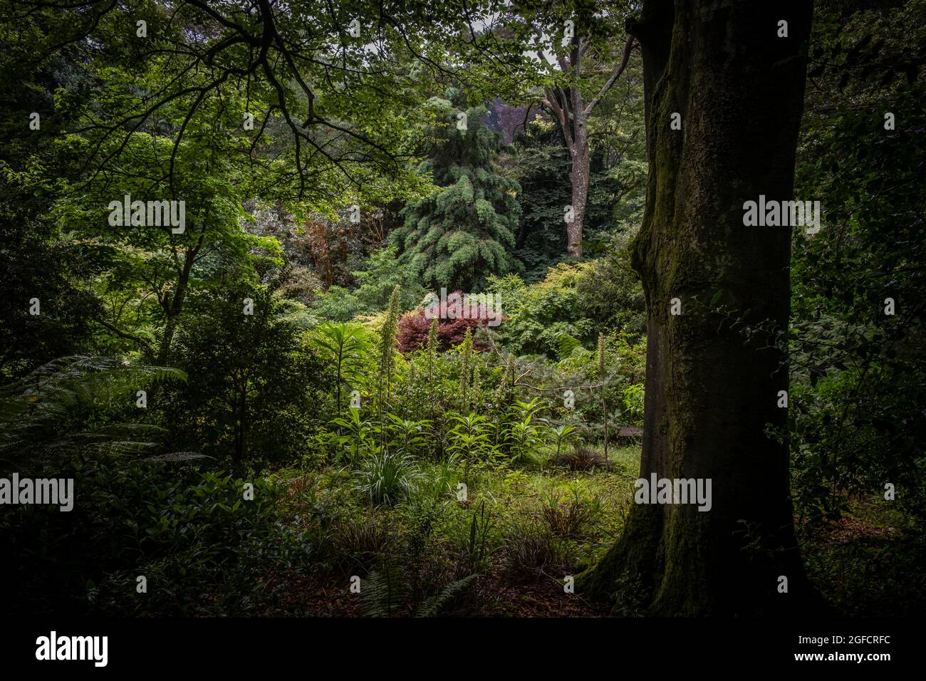 Der spektakuläre Blick über die üppige Vegetation in den subtropischen Trebah Gardens in Cornwall. Stockfoto