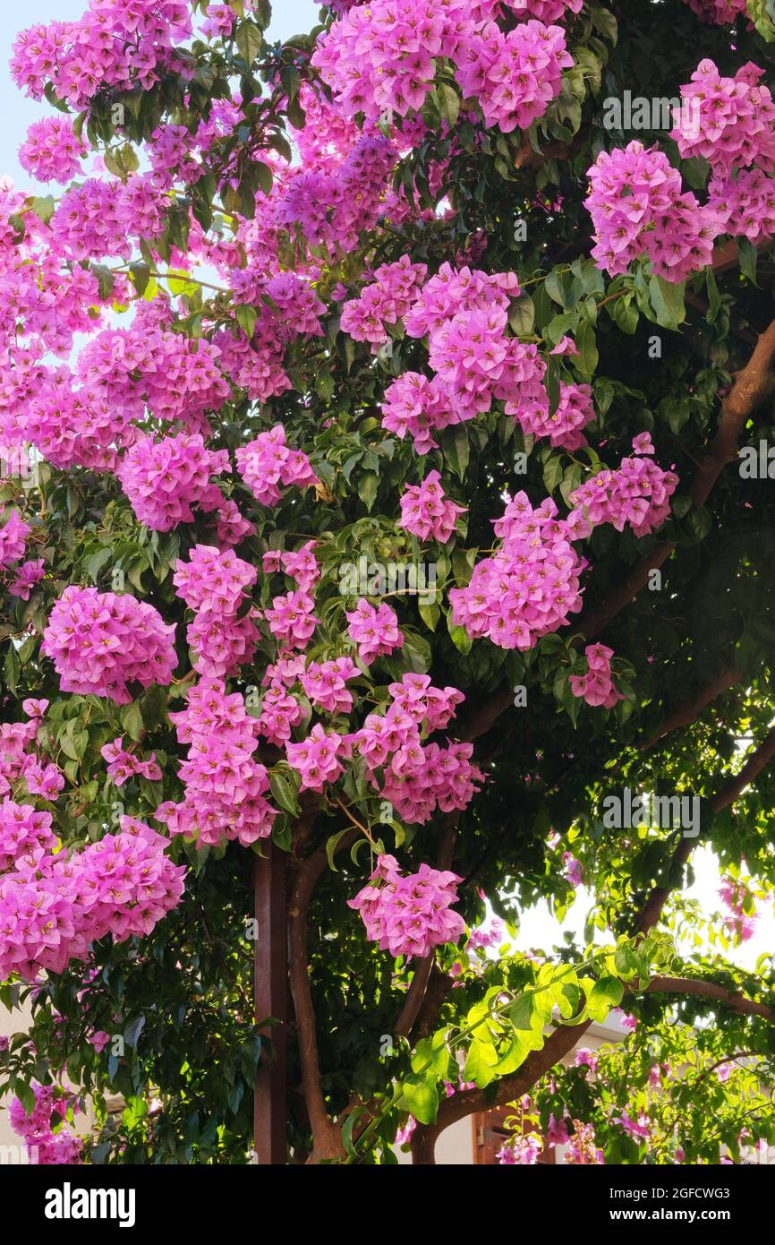 Bougainvillea Busch wächst neben Wohngebäuden an der Küste Kroatiens. Sommerlandschaften auf Reisen, violett blühende Blumen. Stockfoto