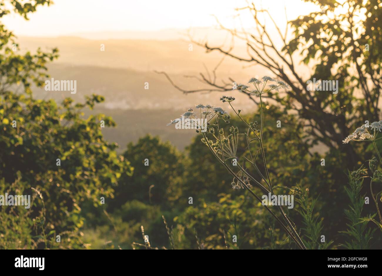 Wiesenblumen und Kräuter auf dem Hügel. Pastorale Landschaft bei Sonnenuntergang. Stockfoto