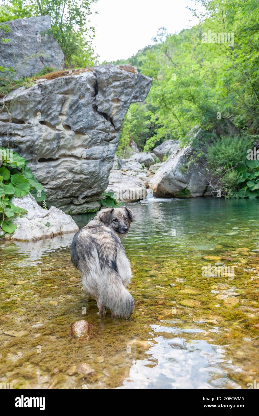 Ein grauer Hund, der im Verrino Creek spaziert Stockfoto