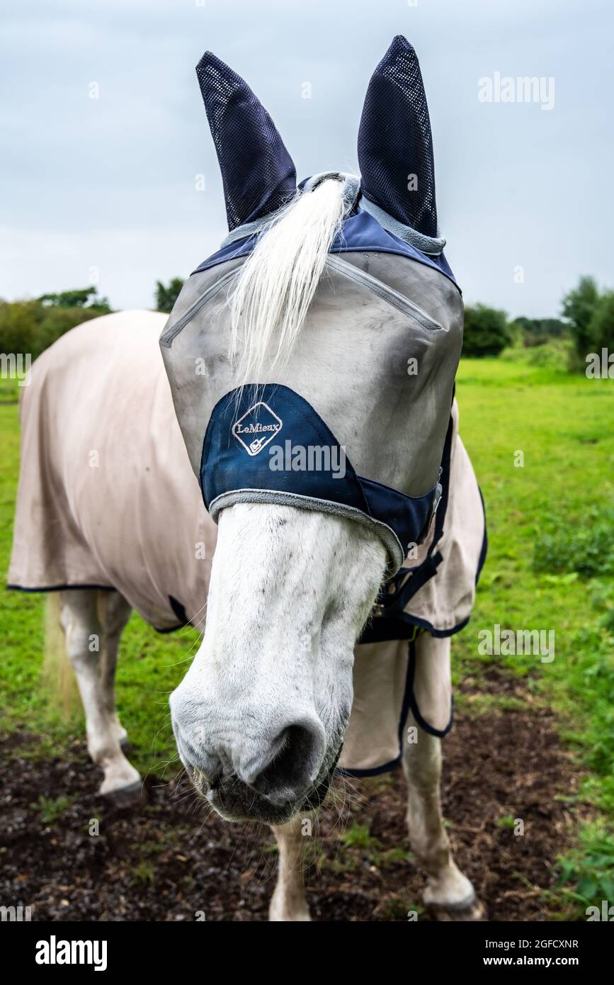 Gem, eine ältere, graue Stute, die eine Fliegenhaube trägt, um nicht von Pferdeleben belästigt zu werden, Tickhill, South Yorkshire, Großbritannien Stockfoto