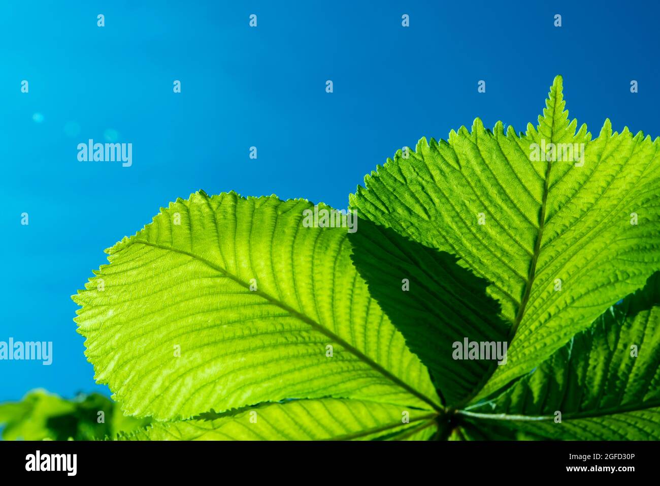 Helle schöne bunte grüne Blätter Nahaufnahme für Design Stockfoto
