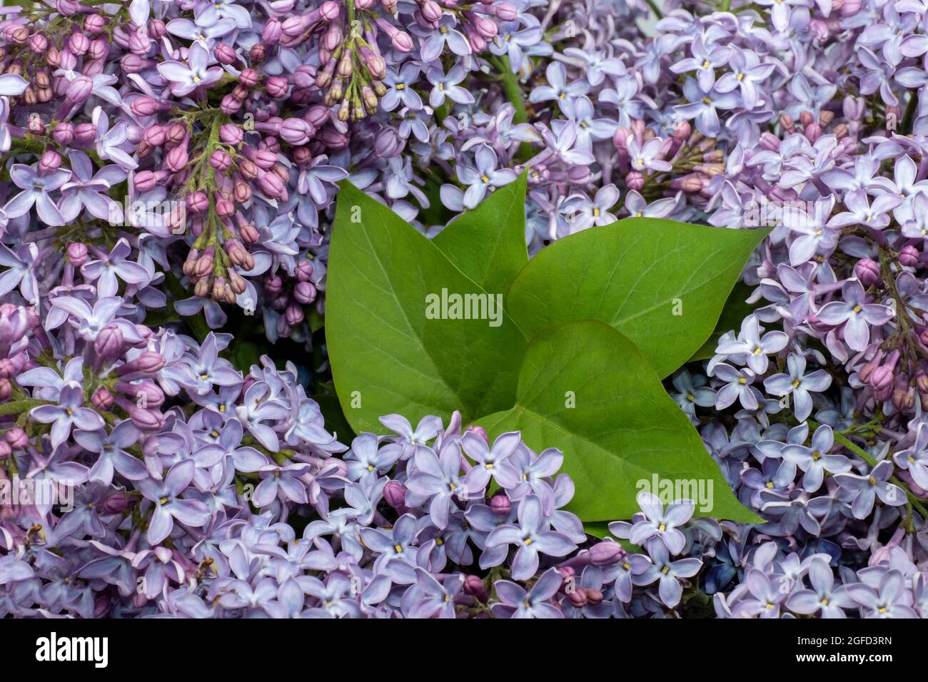 Flieder mit grünen Blättern schöne florale Hintergrund für Postkarte und Desktop-Hintergrund Stockfoto