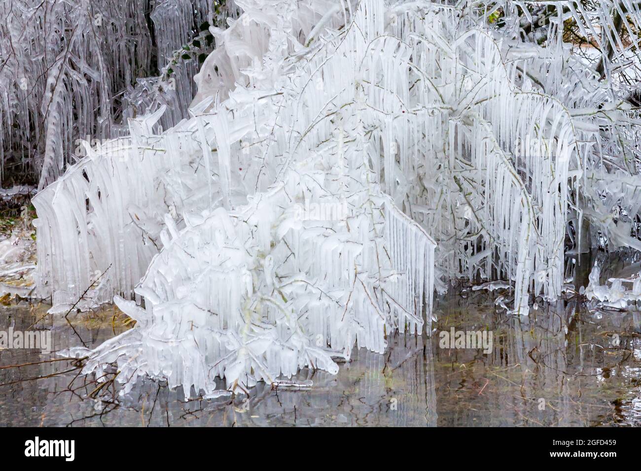 Bäume mit Eis bedeckt und Eiszapfen im eisigen Norfolk-Winterwetter Stockfoto