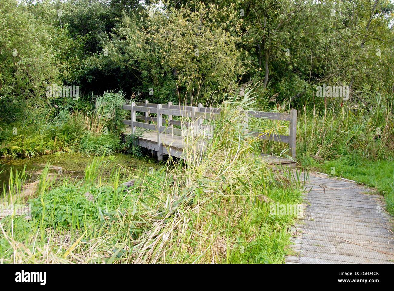 Promenade und Holzbrücke über kleinen Bach in den Norfolk Broads, Norfolk, England Stockfoto