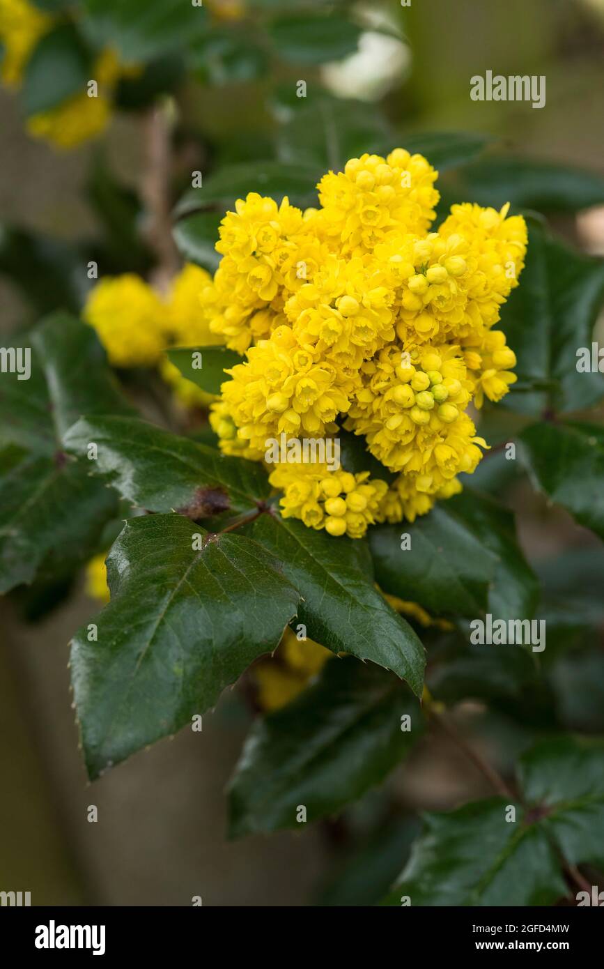 Mahonia Aquifolium AKA Oregon Traube. Goldgelbe Blüten im März-April, geclustert in dichten Trauben, gefolgt von sehr auffälligen, bläulich-schwarzen Früchten. Stockfoto