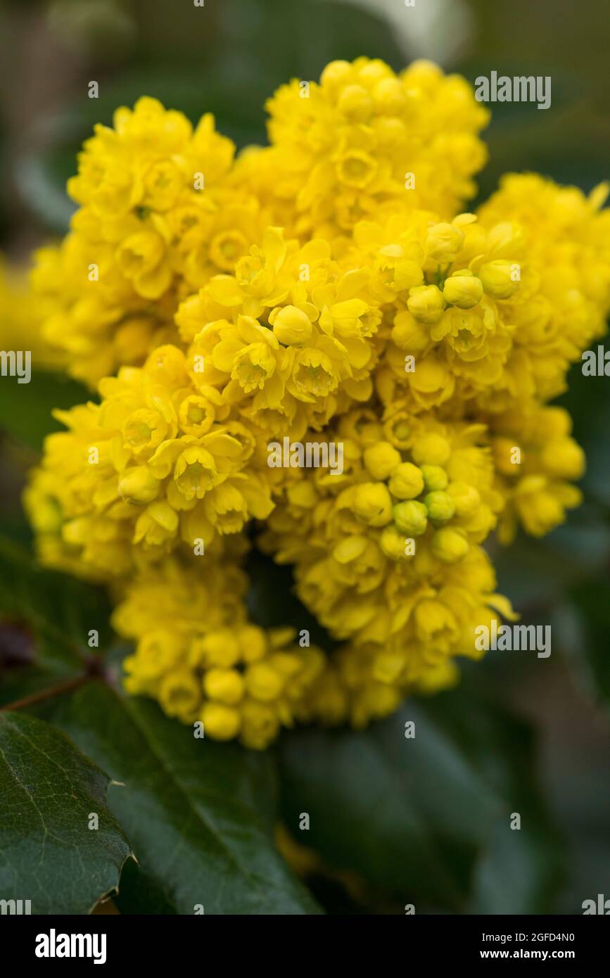 Mahonia Aquifolium AKA Oregon Traube. Goldgelbe Blüten im März-April, geclustert in dichten Trauben, gefolgt von sehr auffälligen, bläulich-schwarzen Früchten. Stockfoto
