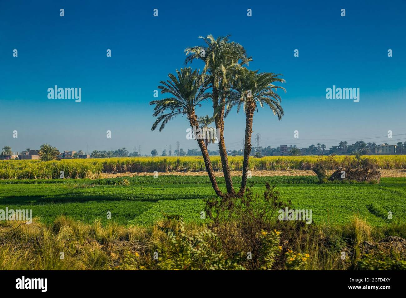 Ägyptische Cantryside in der Nähe des Nil Bewässerungskanal . Grüne Landschaft, Palmen im Niltal. Ägypten. Stockfoto