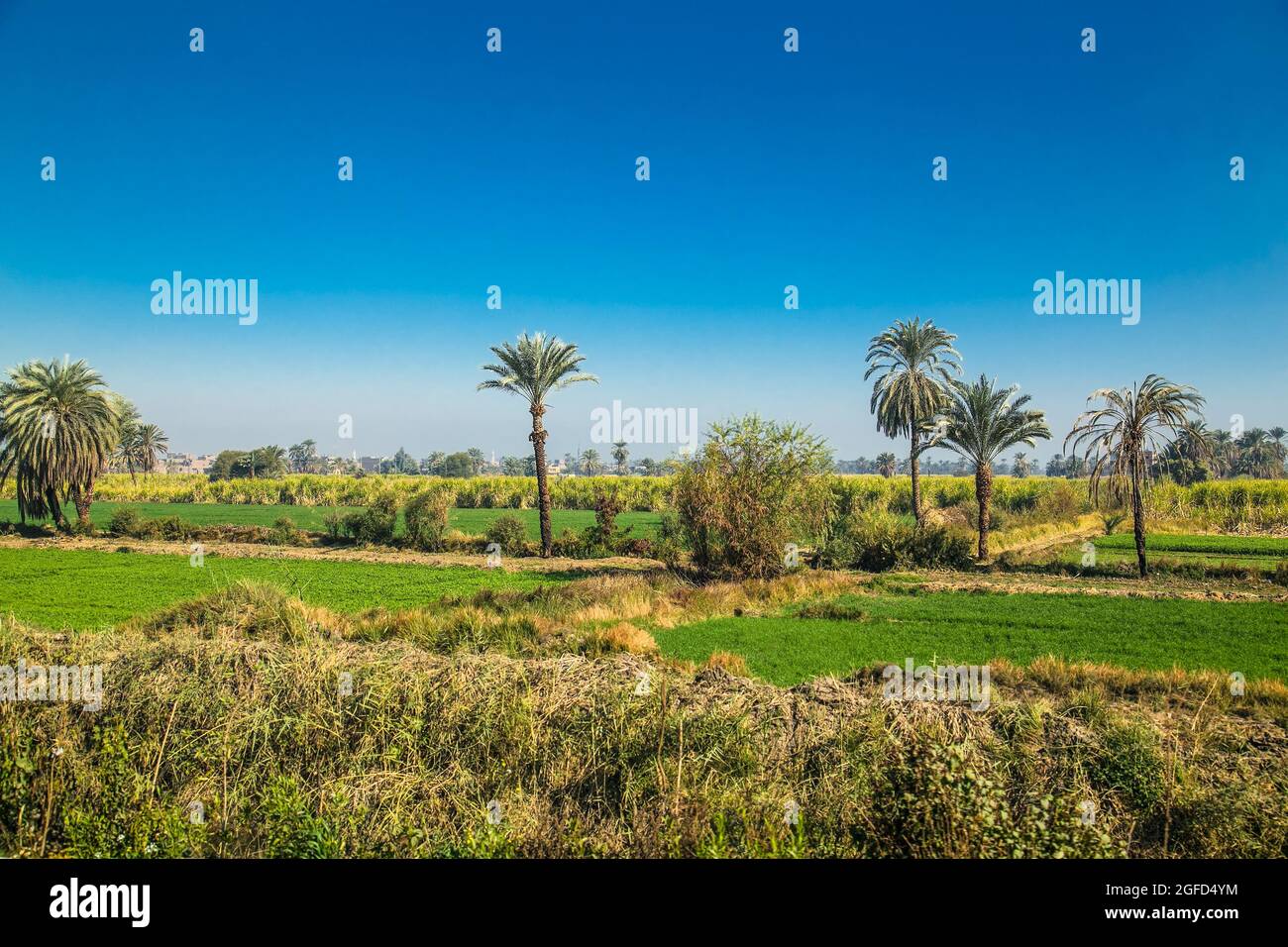 Ägyptische Cantryside in der Nähe des Nil Bewässerungskanal . Grüne Landschaft, Palmen im Niltal. Ägypten. Stockfoto