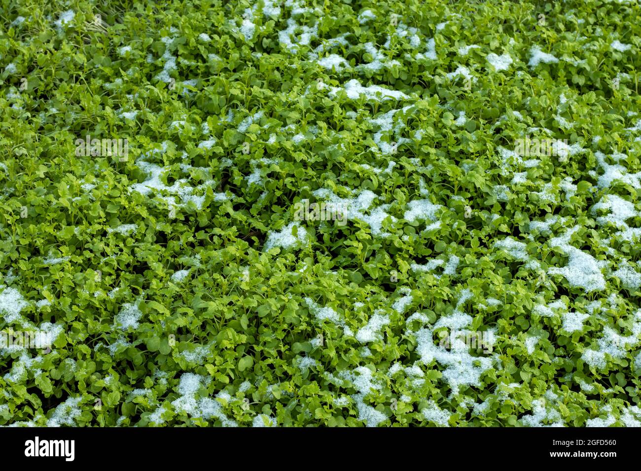Grne Siderat-Pflanzen wachsen im Herbst im Garten und sind mit Schnee  bedeckt. Dnger fr den Boden Stockfotografie - Alamy
