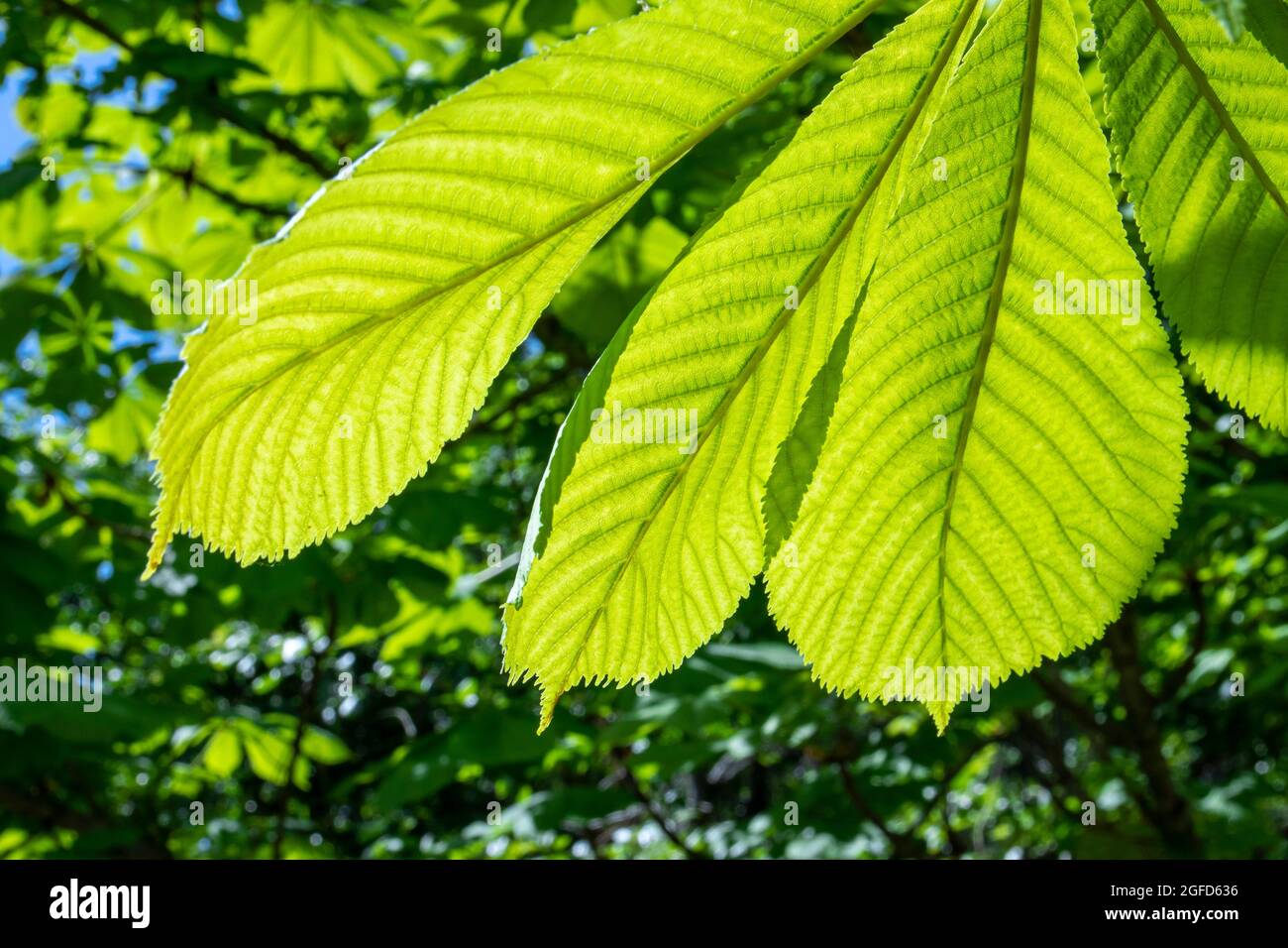 Leuchtend grüne Blätter, die in den Strahlen der Sonne durchscheinen, natürlicher natürlicher Hintergrund für Banner und Design Stockfoto