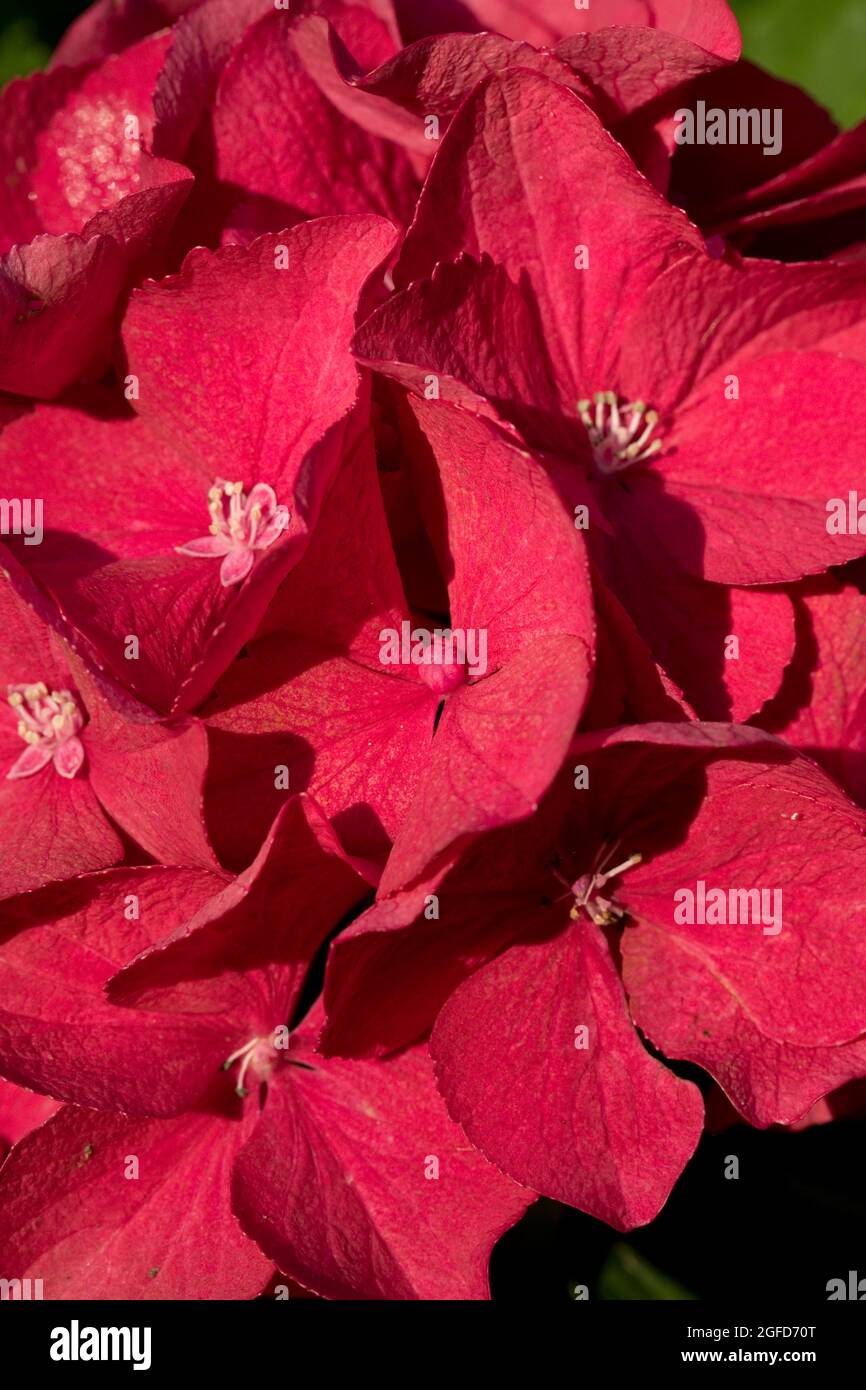 Leuchtend rote Hydrangea Blume in Nahaufnahme in einem Garten im Sommer, Großbritannien Stockfoto