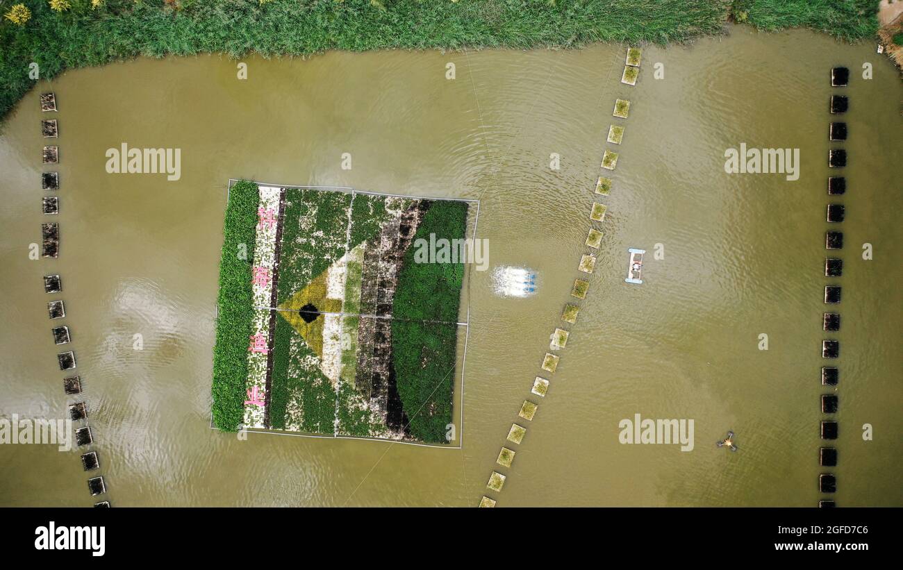 (210825) -- YINCHUAN, 25. August 2021 (Xinhua) -- Luftfoto vom 24. August 2021 zeigt schwimmende Pflanzen eines Biotechnologieunternehmens im Bezirk Helan in Yinchuan, nordwestlich der Autonomen Region Ningxia Hui in China. Helan County hat viele Feuchtgebiete und Seen. Um im Becken des Gelben Flusses ein Pioniergebiet für ökologischen Schutz und hochwertige Entwicklung zu schaffen, hat das örtliche Fischereiministerium die Züchtungstechniken verbessert und die Effizienz der Wasserressourcen verbessert. Nach Jahren der Entwicklung ist die Kombination von Grünpflanzen und Fischzuchtsystem zu einem Modell von geworden Stockfoto