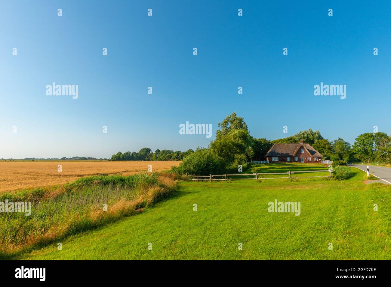 Landschaft der Halbinsel Eiderstedt, weite Marschgebiete, Bauernhäuser, die durch Bäume vor den starken Westwinden geschützt sind, Eiderstedt, Schleswig-Holstein Stockfoto